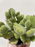 SUCULENTA MEDIANA - ME PLANTO