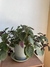 Plectranthus | PLANTA DOLAR