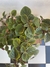 Plectranthus | PLANTA DOLAR - comprar online