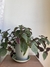 Plectranthus | PLANTA DOLAR en internet