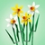 LEGO 40747 NARCISOS - Collage Kids