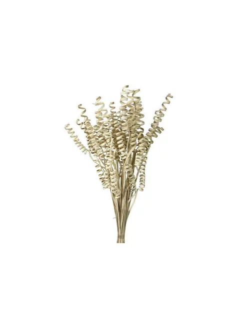 VARAS RANIA 50 CM 1/10