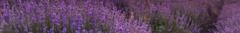 Banner da categoria Jardins de Lavanda