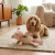 Chancho de Peluche para Perros - comprar online