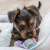 Pesa de cuerda de algodón JUNIOR Trixie - Filosofía Animal