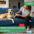 Curso: Salud y primeros auxilios en perros