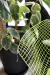 Silla Bertoia Diamond color verde esmeralda en internet