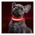 Collar para Mascotas con Luz Led - Rojo en internet