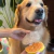 Pack 2 unidades de Peine para Mascotas con Vaporizador – Remueve Pelo Suelto y Cuida el Pelaje - comprar online