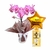 Orquídea Mimo e Balão Com Chocolate - comprar online