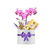 Box de Orquídea com Pitico e Ferrero Rocher - comprar online