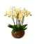 Luxuoso Aquário De Mini Orquídeas - comprar online