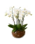 Luxuoso Aquário De Mini Orquídeas na internet