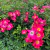 Rosa Premium Libertas - comprar online