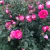Rosa Premium Maxim na internet