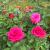 Rosa Premium Noblesse - comprar online
