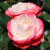 Rosa Premium Nostalgie