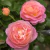 Rosa Premium Dornburger Schlossrose