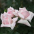 Rosa Premium New Dawn na internet