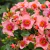 Rosa Premium Orienta Shila