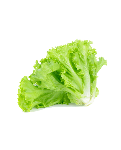 1 Pé de Alface Verde Crespa Orgânica - comprar online