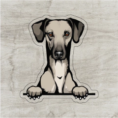 Galgo marrón clarito
