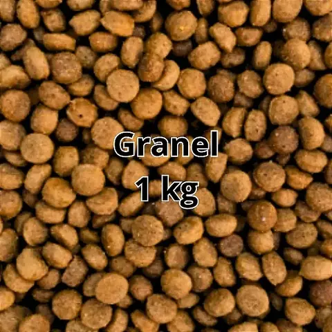 kg golden dog filhote, a granel