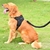 Pretal Acolchonado para Perros NEGRO M - comprar online