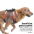Arnés Anti-Tirones Para Mascotas Ajustable y Reflectivo Waggs - Interseller