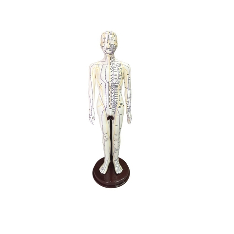 Modelo Anatômico Masculino Para Acupuntura - 52CM