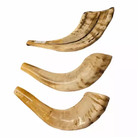 Shofar de Carnero Chico de 23 a 28 cm (CA-CH2) - comprar online