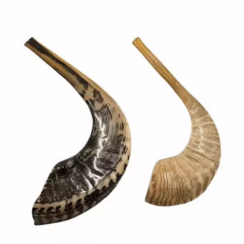 Ram Shofar XXL de 56 a 62 cm (CA-XXL) - comprar online