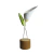 Copo de Leite - Tacy Pontual - comprar online