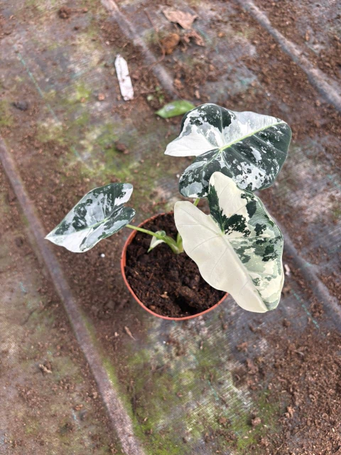 Alocasias Frydek variegada - comprar online