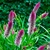 Semillas Celosia spicata - comprar online