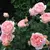 Abraham Darby en internet