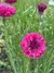 Centaurea mix doble - Los Caprichos de Alin