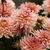 Dahlia Gallery Leonardo en internet
