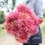 Dahlia 'Omega' - comprar online