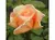 Philippe Noiret - comprar online