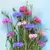 Centaurea mix doble - comprar online