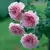JAMES GALWAY ( TREPADOR ) - comprar online