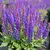 Salvia nemorosa