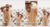 Banner rotativo 5