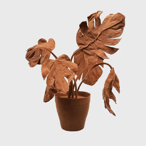 Planta Costela de Adão