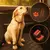 Protetor de Banco Traseiro para Cães, Impermeável e Resistente - CapaCar Pet - Maia Pet Shop