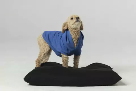 BUZO PETS RUSTICO ENERGÍA