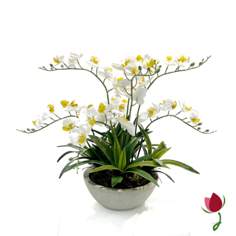ORQUIDEAS BALI M BRANCAS | VASO CINZA - comprar online