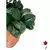 PEPERÔMIAS PEACH - comprar online