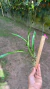 Encyclia atropurpurea Lacre:0003921 na internet